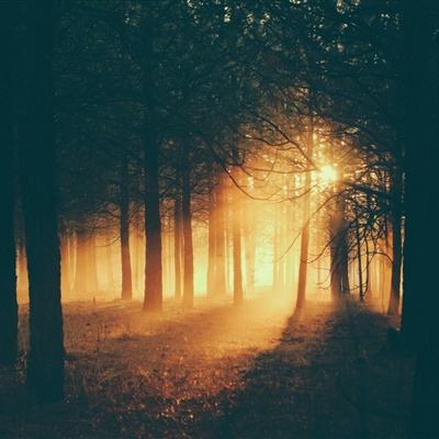 42982金牛网论坛app下载