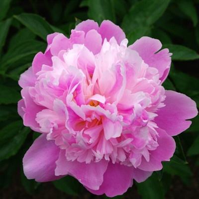 乐鱼(中国)官方网站